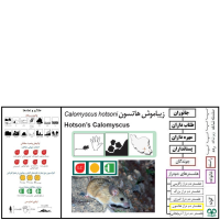 گونه همستر دم دراز هاتسون  Calomyscus hotsoni